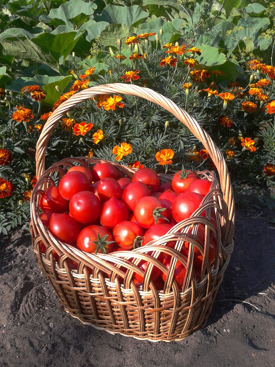 harvest, basket, a tomato-523656.jpg