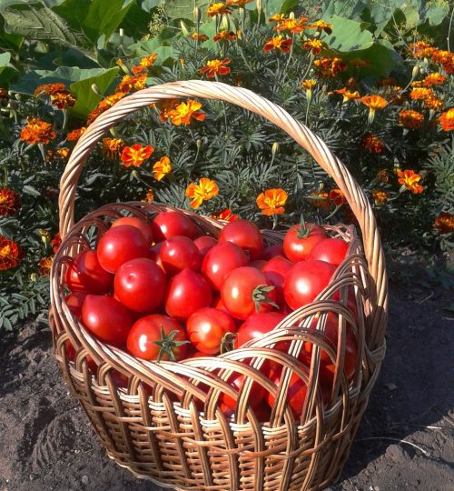 harvest, basket, a tomato-523656.jpg